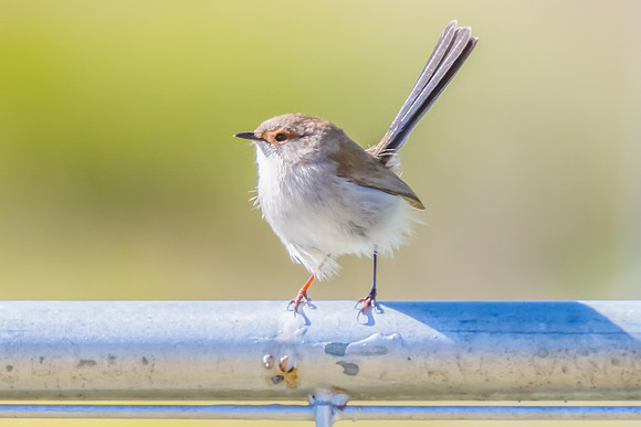 Female Superb Fairywren perched on metal fence in the morning li