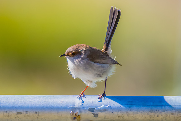 Female Superb Fairywren perched on metal fence in the morning li