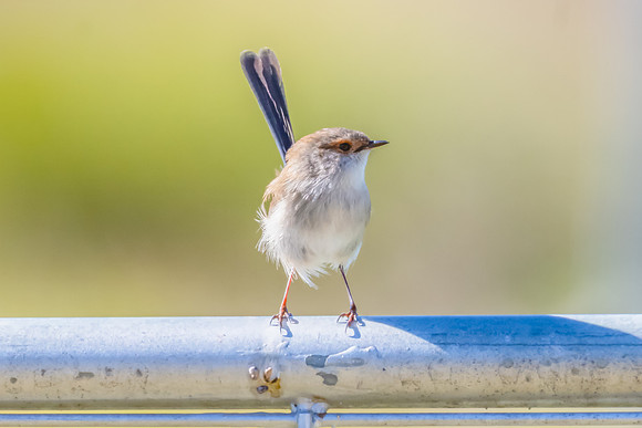 Female Superb Fairywren perched on metal fence in the morning li