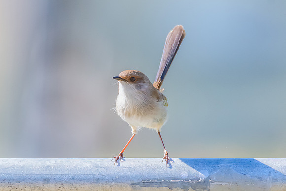 Female Superb Fairywren perched on metal fence in the morning li
