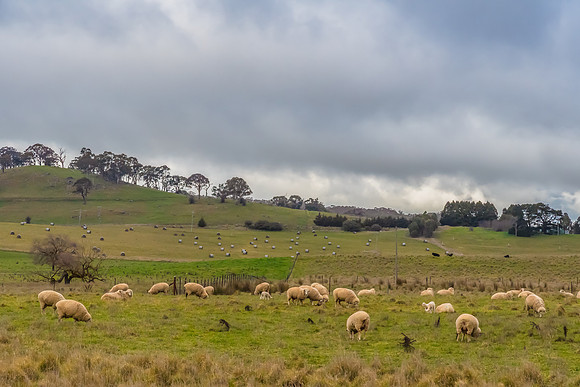 Overcast Winter Australian Country Landscape