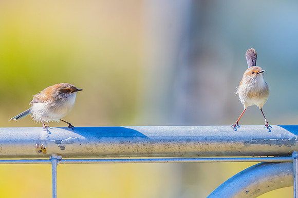 Female Superb Fairywren perched on metal fence in the morning li