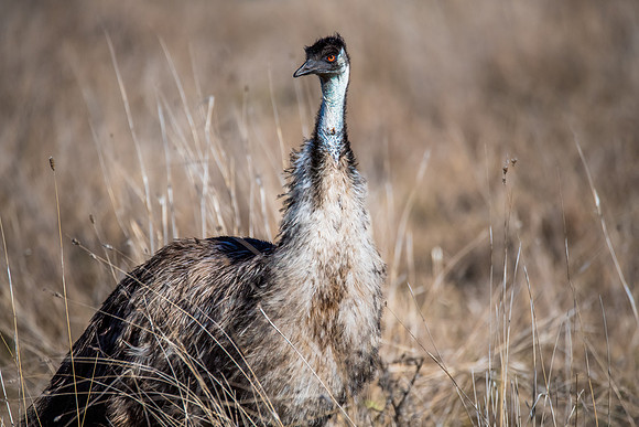 A wild Emu in a paddock with long dry grass