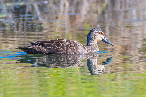 Birdlife at the Wetlands - Pacific Black Duck
