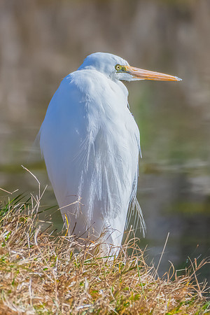 Birdlife at the Wetlands - Great Egret