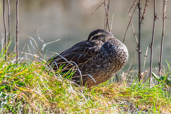 Birdlife at the Wetlands - Pacific Black Duck