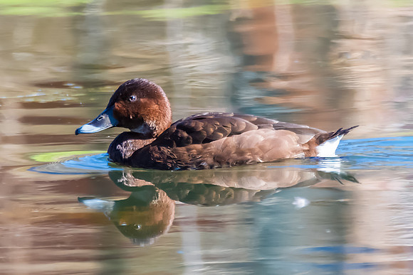 Birdlife at the Wetlands - Female Hardhead duck