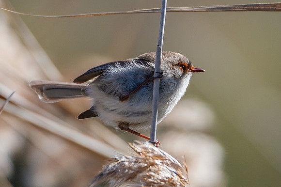 Birdlife at the Wetlands - Female Superb Fairywren