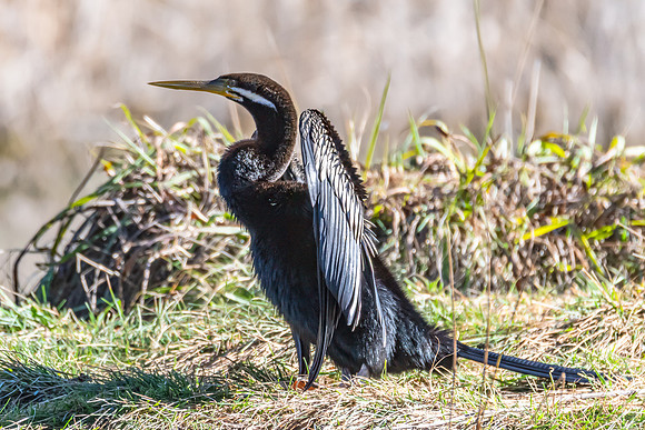 Birdlife at the Wetlands - Australasian Darter
