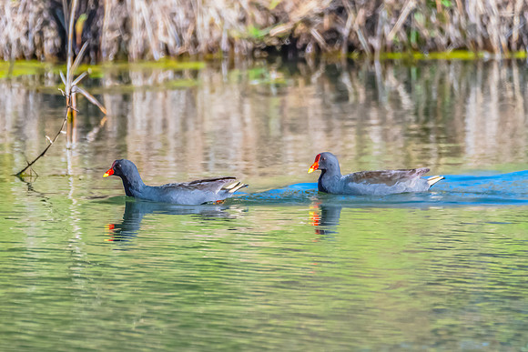 Birdlife at the Wetlands - Dusky Moorhen