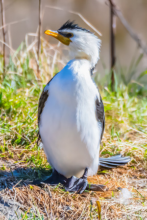 Birdlife at the Wetlands - Little Pied Cormorant