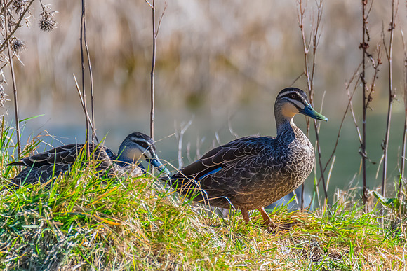 Birdlife at the Wetlands - Pacific Black Duck