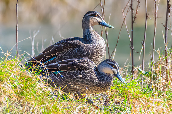 Birdlife at the Wetlands - Pacific Black Ducks