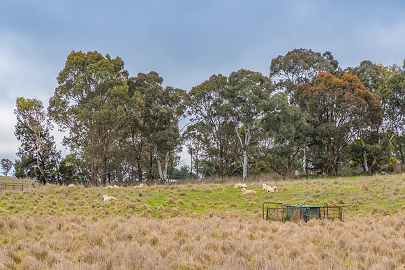 Overcast Winter Australian Country Landscape