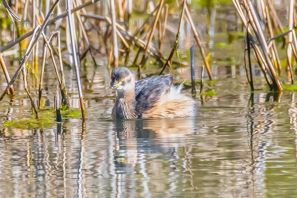 Birdlife at the Wetlands - Australasian Grebe transitioning into