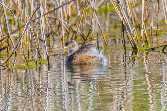 Birdlife at the Wetlands - Australasian Grebe transitioning into