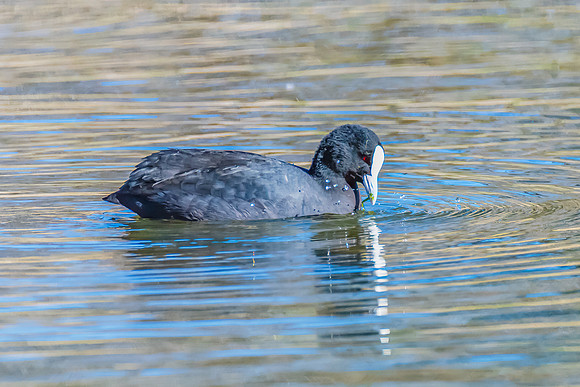 Birdlife at the Wetlands - Eurasian Coot