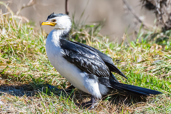 Birdlife at the Wetlands - Little Pied Cormorant