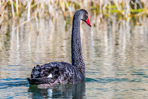 Birdlife at the Wetlands - Black Swan