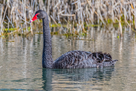 Birdlife at the Wetlands - Black Swan