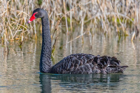 Birdlife at the Wetlands - Black Swan