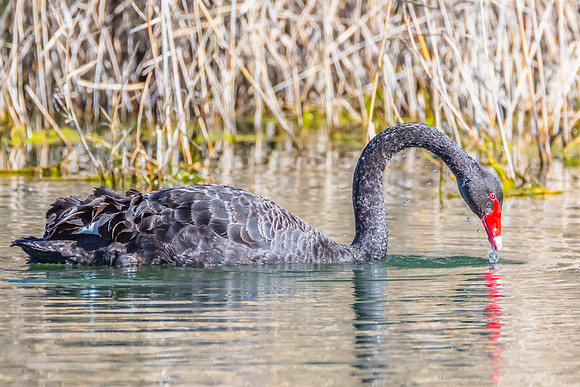 Birdlife at the Wetlands - Black Swan