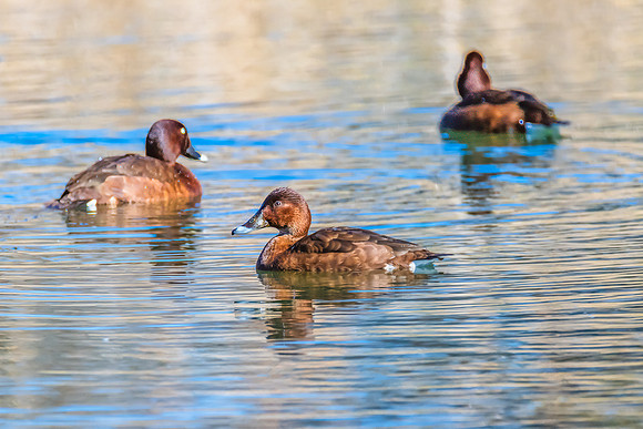 Birdlife at the Wetlands - Hardhead ducks