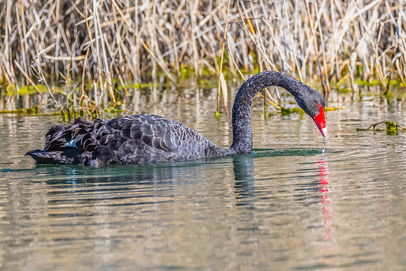 Birdlife at the Wetlands - Black Swan