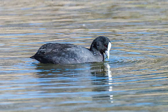 Birdlife at the Wetlands - Eurasian Coot