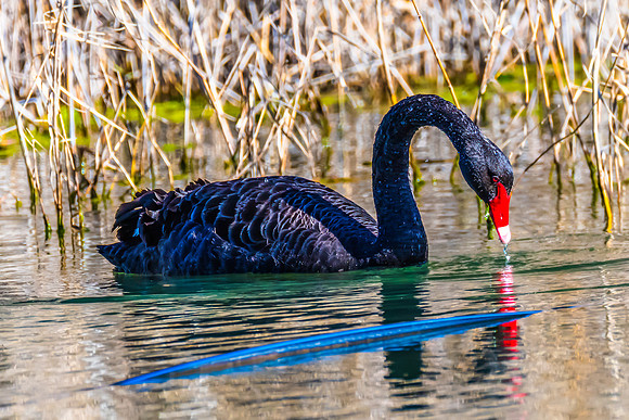 Birdlife at the Wetlands - Black Swan