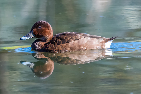 Birdlife at the Wetlands - Female Hardhead duck