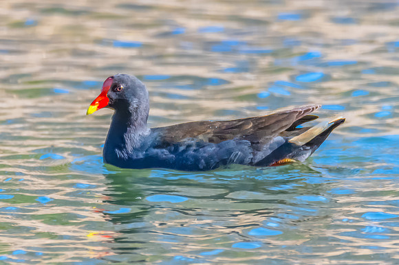 Birdlife at the Wetlands - Dusky Moorhen