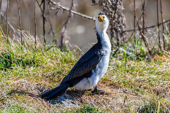 Birdlife at the Wetlands - Little Pied Cormorant