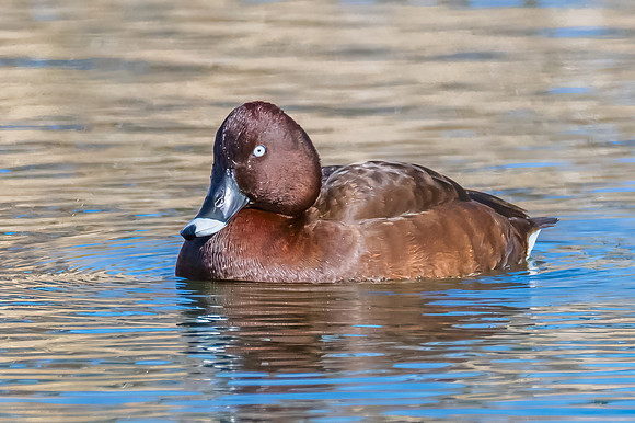 Birdlife at the Wetlands - Male Hardhead duck