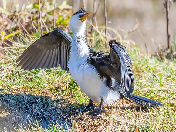 Birdlife at the Wetlands - Little Pied Cormorant