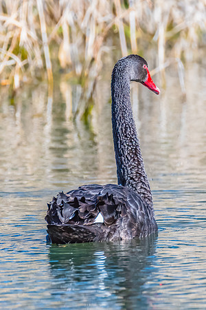 Birdlife at the Wetlands - Black Swan