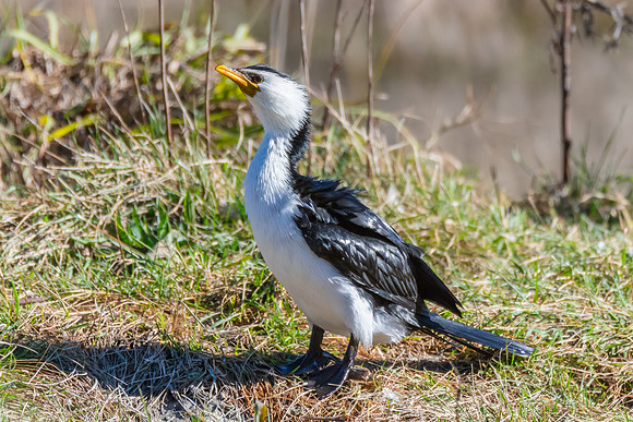 Birdlife at the Wetlands - Little Pied Cormorant