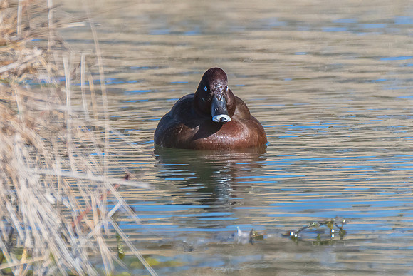 Birdlife at the Wetlands - Male Hardhead duck