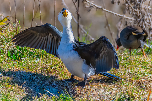 Birdlife at the Wetlands - Little Pied Cormorant