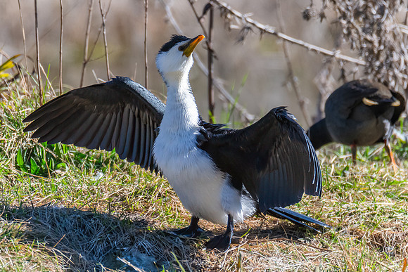 Birdlife at the Wetlands - Little Pied Cormorant