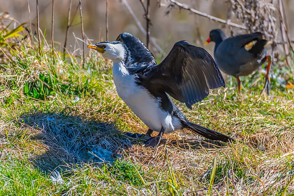 Birdlife at the Wetlands - Little Pied Cormorant