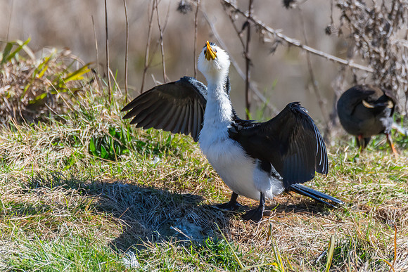 Birdlife at the Wetlands - Little Pied Cormorant