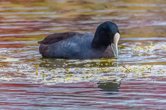 Birdlife at the Wetlands - Eurasian Coot