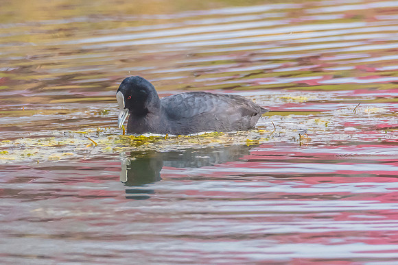 Birdlife at the Wetlands - Eurasian Coot