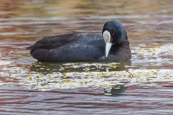 Birdlife at the Wetlands - Eurasian Coot