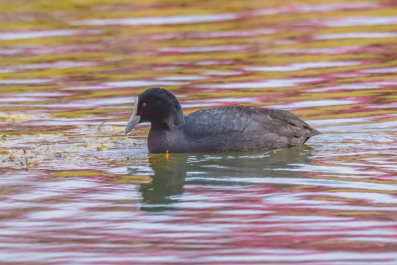 Birdlife at the Wetlands - Eurasian Coot