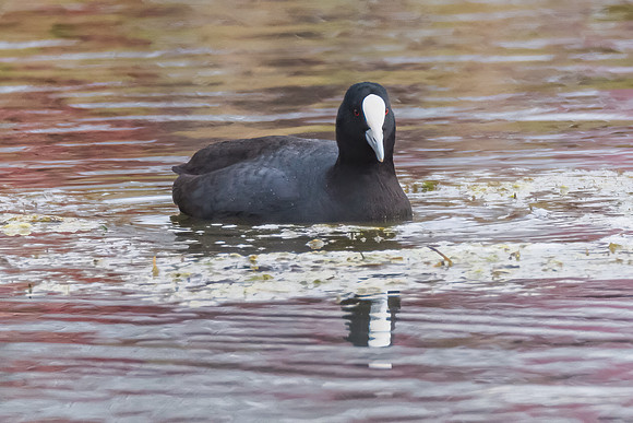 Birdlife at the Wetlands - Eurasian Coot