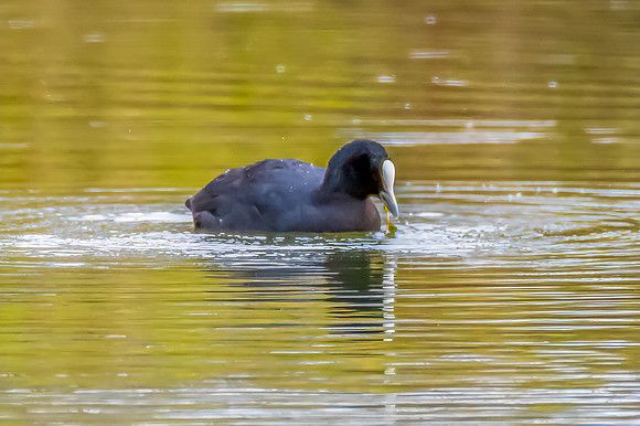 Birdlife at the Wetlands - Eurasian Coot