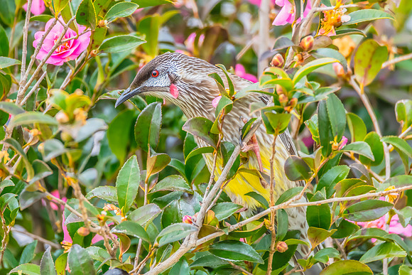 Red Wattlebird Feeding Among Pink Camellias