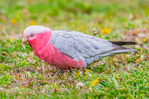 Galah foraging on green grass